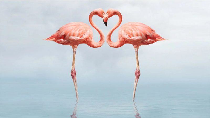 hình ảnh cặp đôi chim hồng hạc trái tim chim