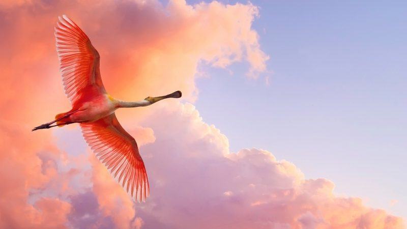 hình ảnh đàn hồng hạc bay trên bầu trời hồng
