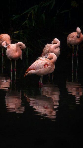 một bộ sưu tập đặc biệt của hình ảnh chim hồng hạc