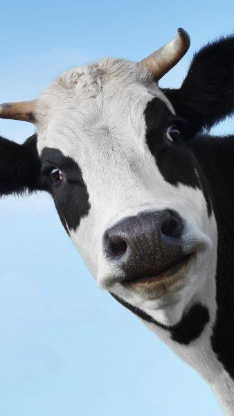 hình ảnh con bò ngộ nghĩnh dễ thương hình ảnh sữa bò
