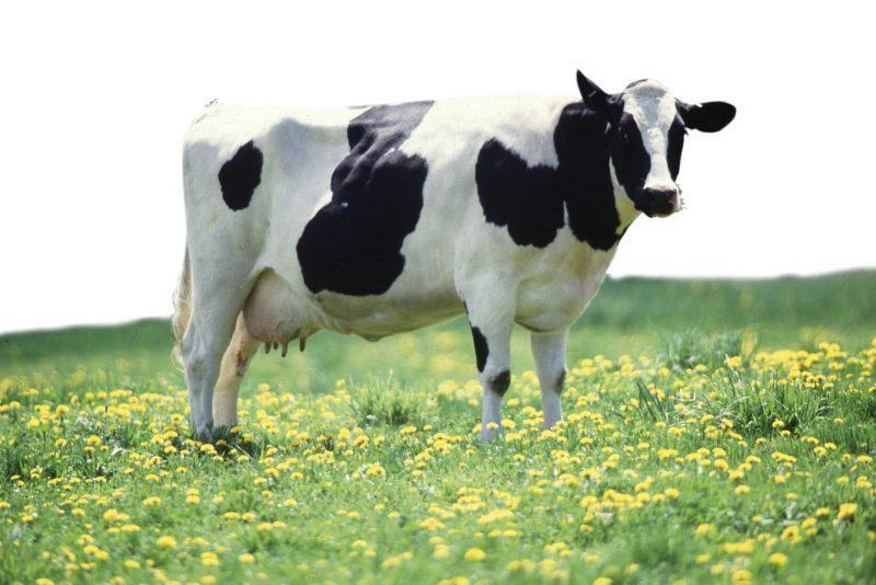 một hình ảnh của một con bò