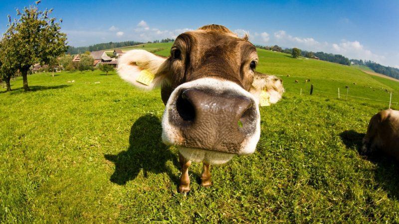 hình ảnh con bò dễ thương của khuôn mặt bò