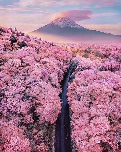Hình ảnh rừng hoa màu hồng tuyệt đẹp ở Nhật Bản
