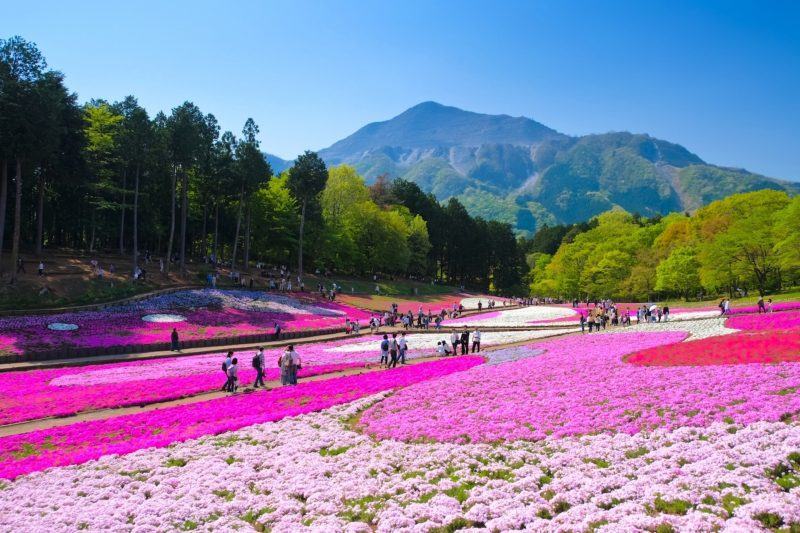 Hình ảnh Nhật Bản với những khu vườn xinh đẹp
