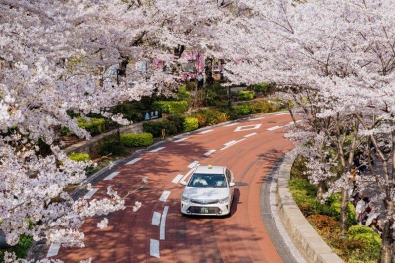Bức tranh Nhật Bản với hoa anh đào hai bên đường