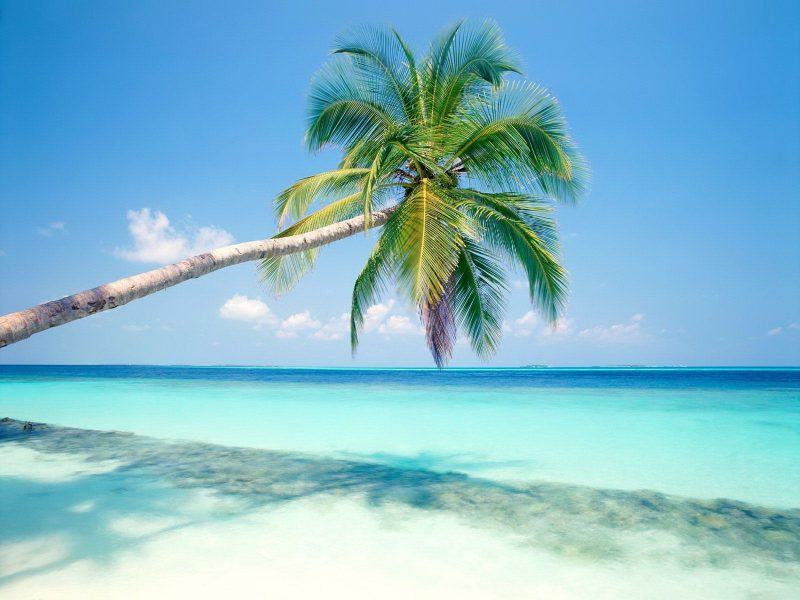 hình ảnh cây dừa trên nền trời xanh