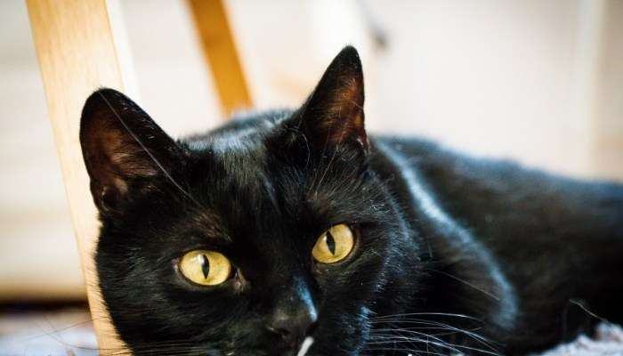 Nằm mơ thấy mèo đen đánh con gì