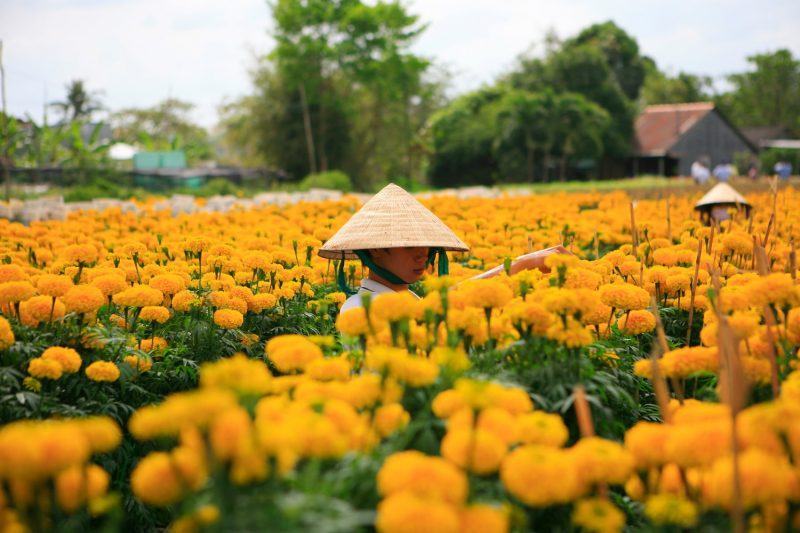 Làng hoa Sa Đéc khi xuân về