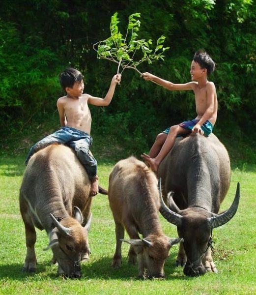 hình ảnh chú trâu vui chơi trên lưng trâu cùng các bạn