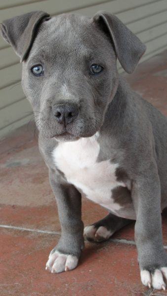 hình ảnh một chú chó pitbull con với mái tóc màu xám và đôi mắt xanh