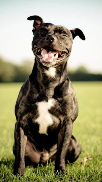 hình ảnh một con chó pitbull màu đen ngồi trên bãi cỏ