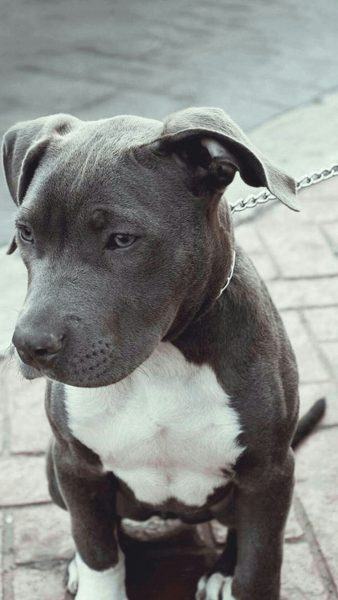 hình ảnh chó pitbull trắng đen buồn