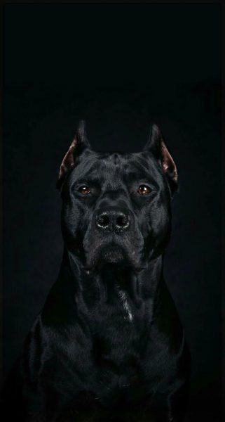 mũi ướt ảnh chó pitbull đen