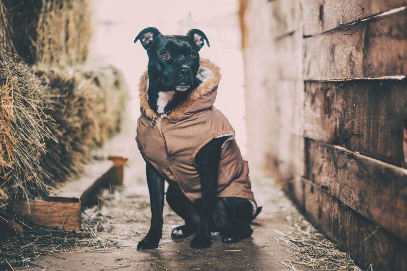 hình ảnh chó pitbull đen mặc áo khoác