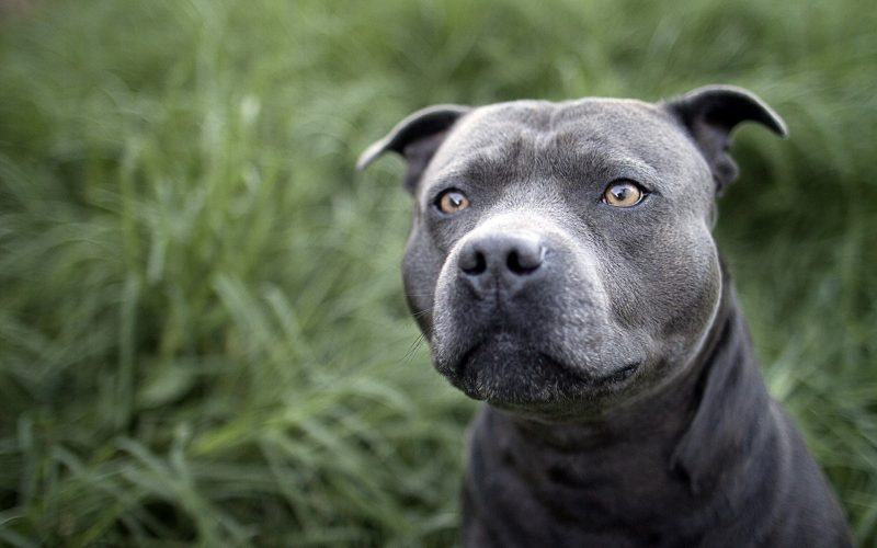 hình ảnh con chó pitbull đen với thảm cỏ xanh