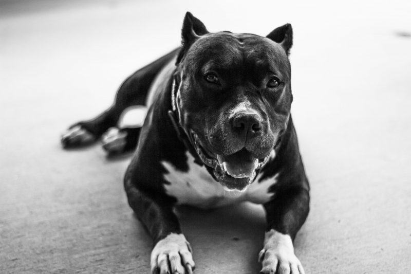 hình ảnh đen trắng của một con chó pitbull đang nằm