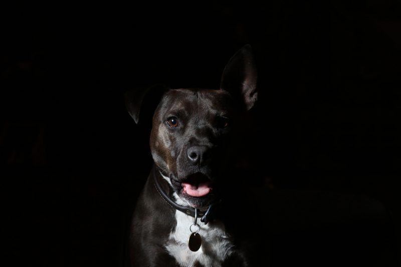 hình ảnh chó pitbull thè lưỡi đen