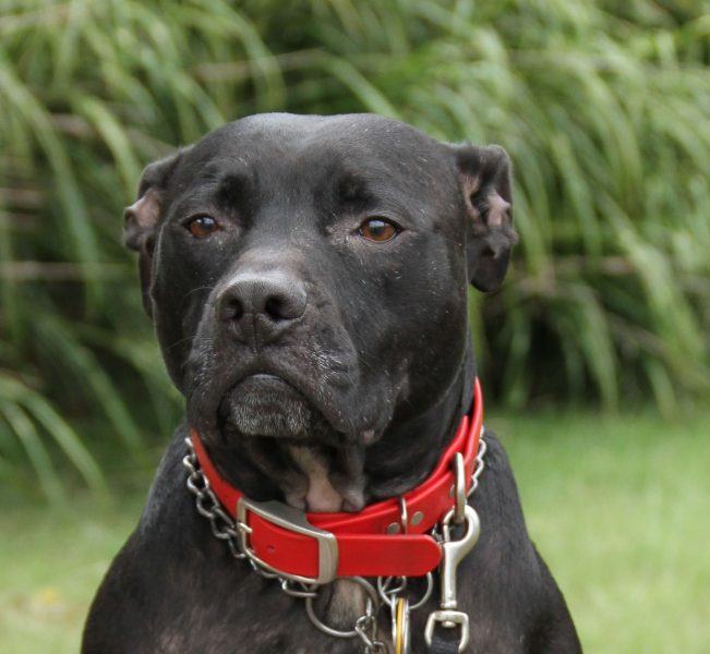 hình ảnh chó pitbull đeo vòng cổ màu đỏ