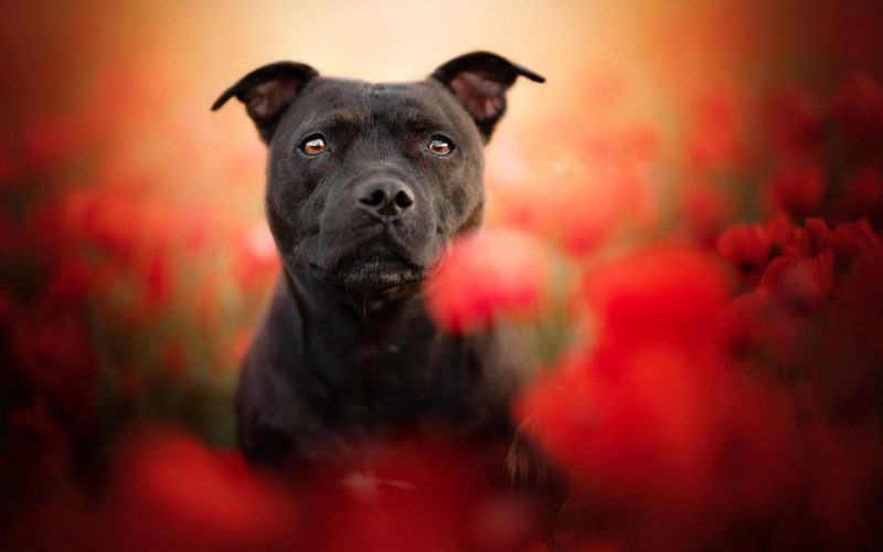 hình ảnh chó pitbull đen trong vườn