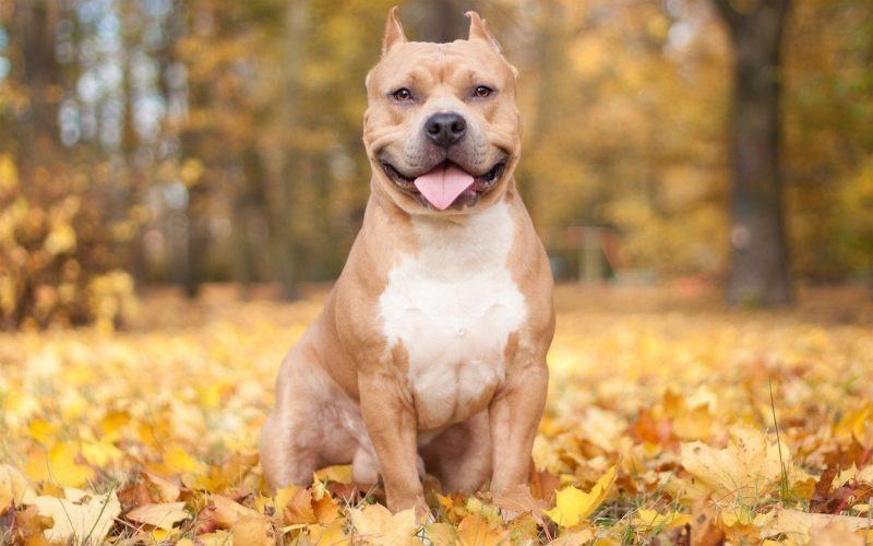 Chân dung chú chó pitbull trên nền lá vàng mùa thu