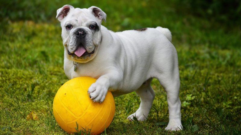 hình ảnh chó pitbull chơi với bóng