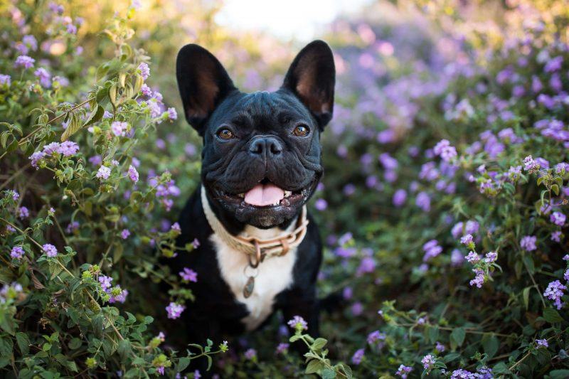 hình ảnh chó pitbull trong vườn tím
