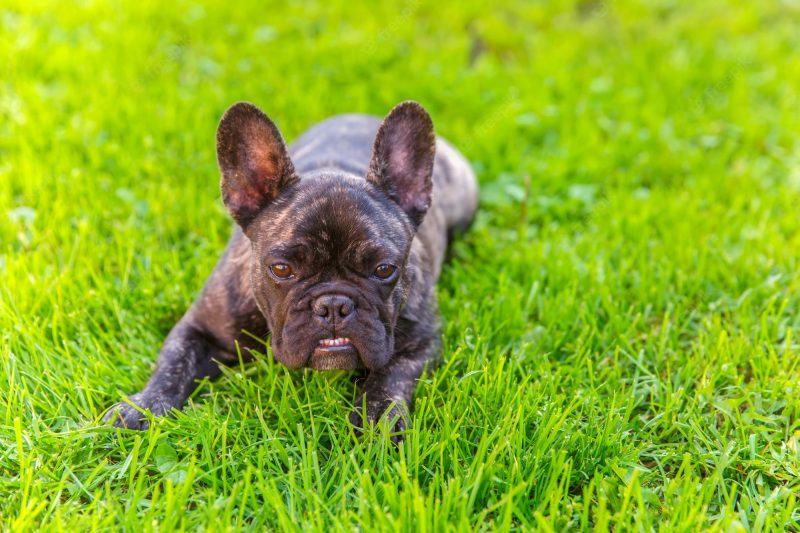hình ảnh của một con chó pitbull đen trên cỏ xanh