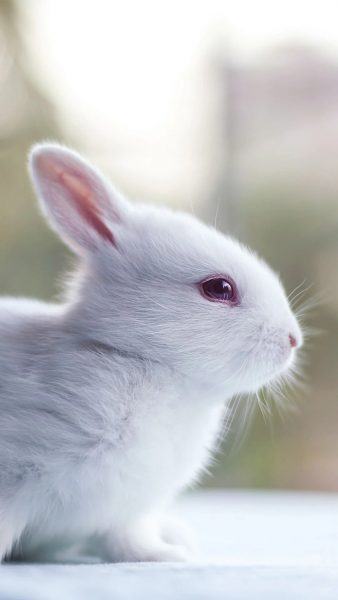 hình ảnh chú thỏ ngồi trên đệm trắng