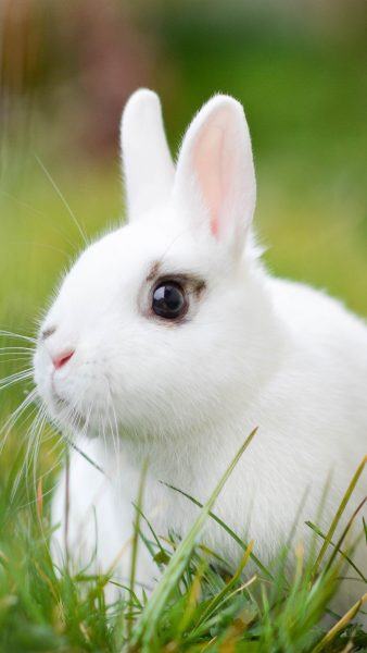 hình ảnh thỏ trắng tai nhỏ