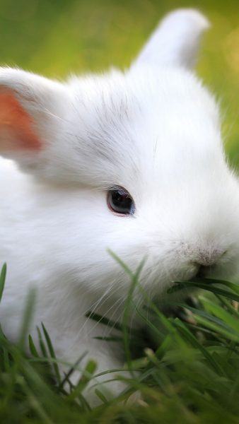 hình ảnh thỏ con trên đồng cỏ