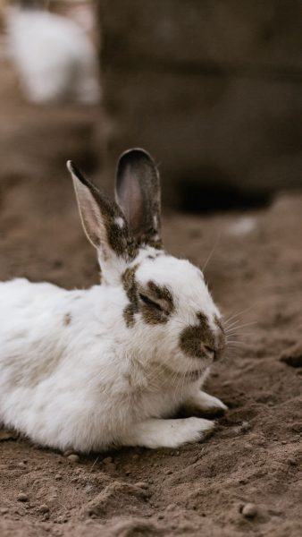 hình ảnh thỏ trắng mắt đen ngồi dưới đất