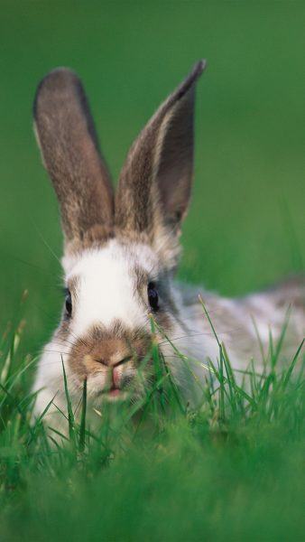 hình ảnh của một con thỏ trên cỏ