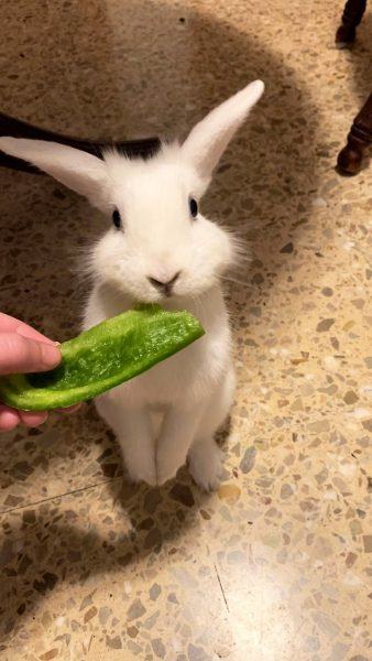 hình ảnh thỏ ăn rau xanh