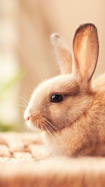 hình ảnh chú thỏ nâu có đôi mắt sáng