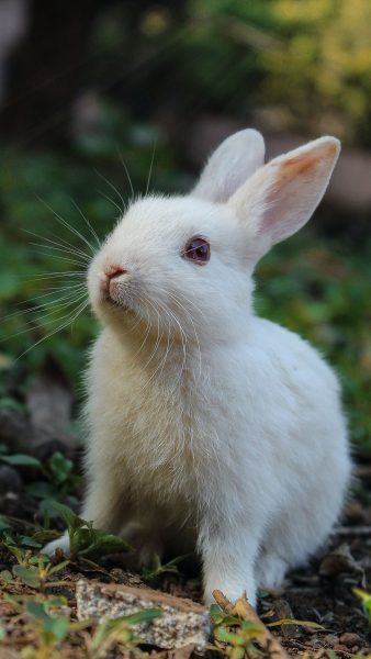 hình ảnh của một con thỏ râu với đôi mắt đỏ trong rừng