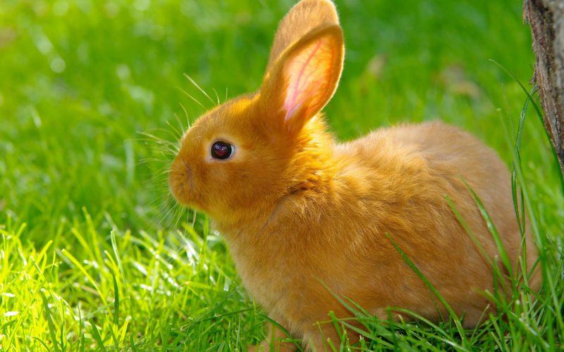 hình ảnh của một con thỏ màu cam dưới ánh mặt trời