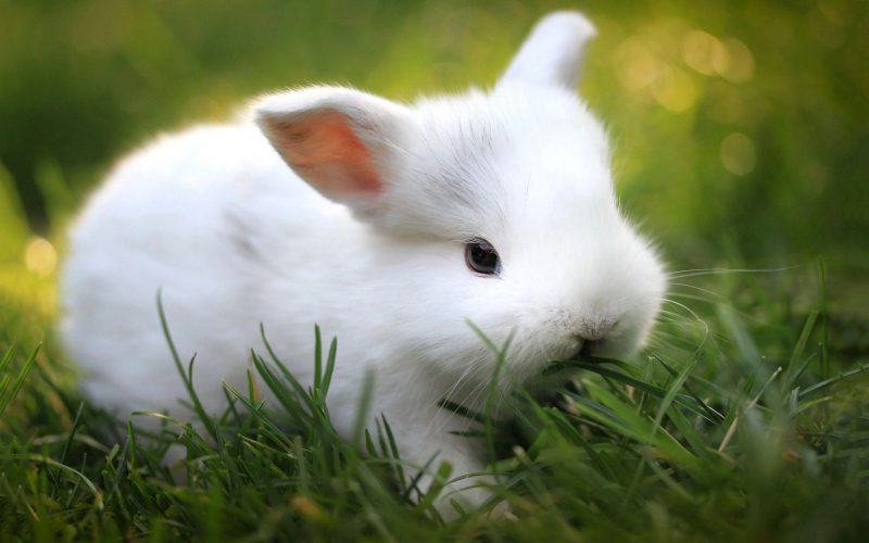 hình ảnh thỏ trắng gặm cỏ