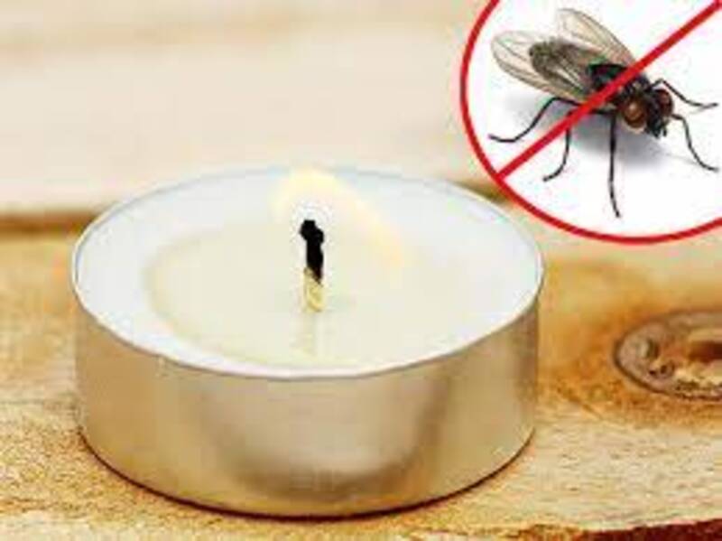 Cách dùng một ít thuốc xịt muỗi để diệt ruồi đục quả