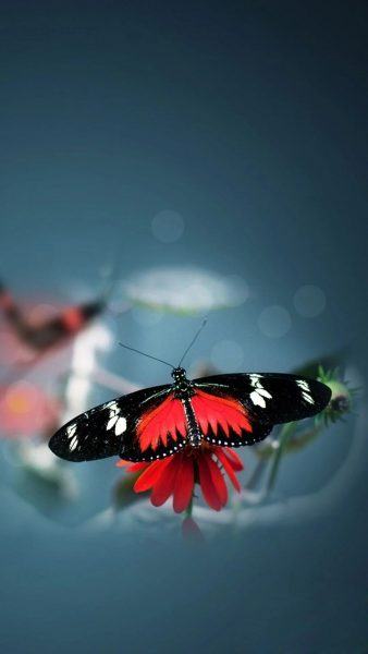 một bức tranh về một con bướm xinh đẹp và những bông hoa màu đỏ