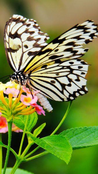 hình ảnh con bướm sọc trắng và lá đẹp