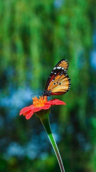 một bức tranh về một con bướm xinh đẹp và những bông hoa màu cam