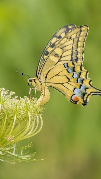 ảnh hoa bướm vàng đẹp