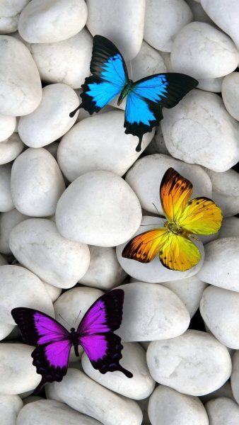 một hình ảnh của một con bướm xinh đẹp trên đá