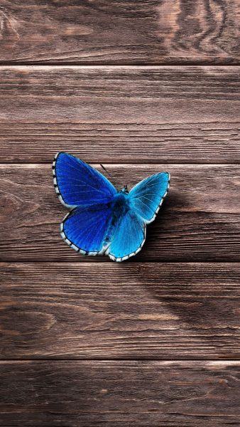Hình ảnh bướm xanh đẹp trên sàn gỗ
