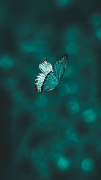 một bức tranh đẹp về con bướm trên mây xanh