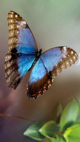 một hình ảnh của một con bướm đang bay
