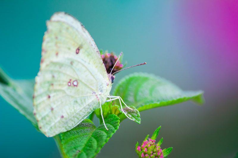 Hình ảnh đẹp về bướm