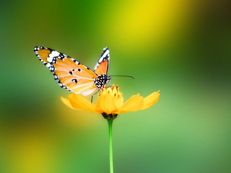 hình ảnh con bướm đẹp với đôi cánh màu cam