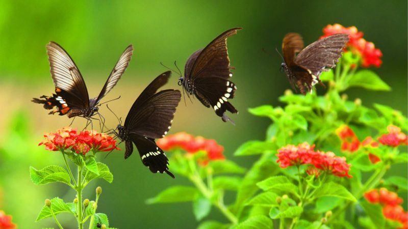 Hình ảnh bướm đẹp bay lượn trong vườn