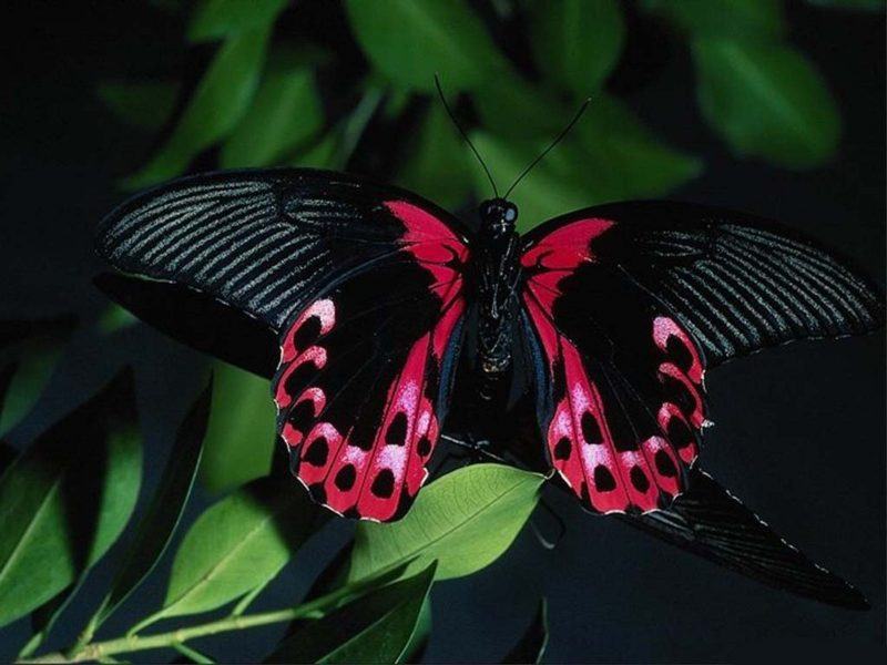 hình ảnh bướm đen và hồng đẹp